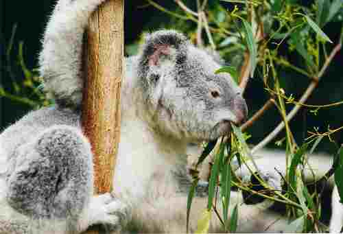 木登りするコアラ